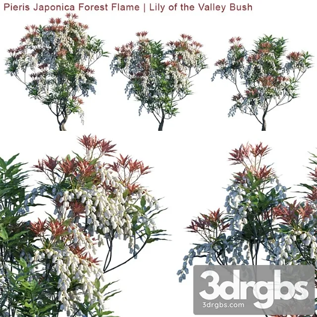 Pieris Japonica Forest Flame Lily Of The Valley Bush 3D Model Download