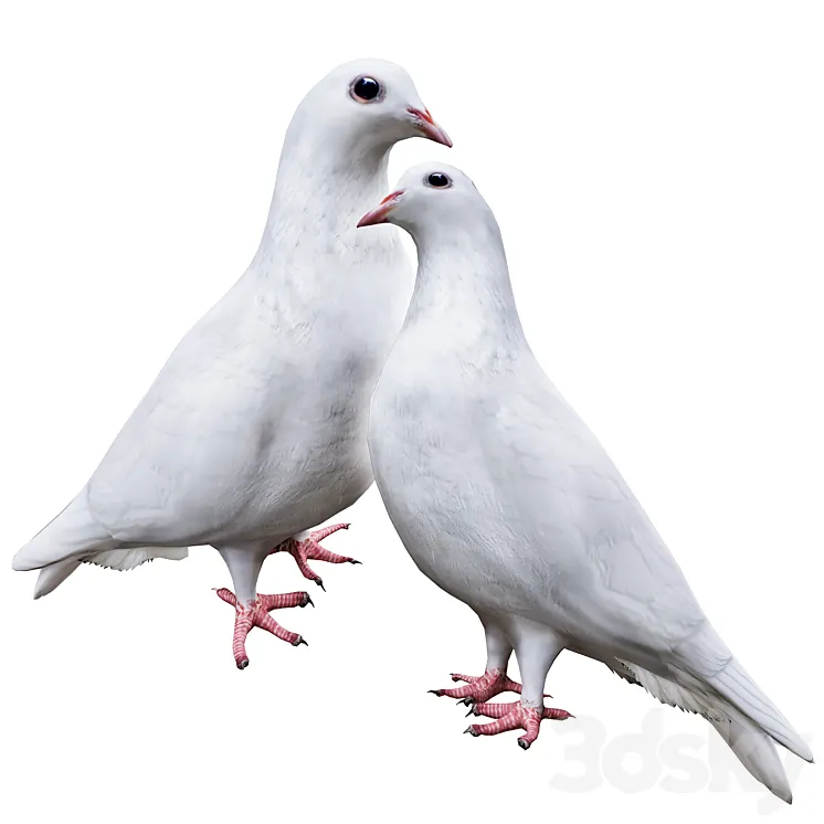 Pigeon 3D Model Free Download
