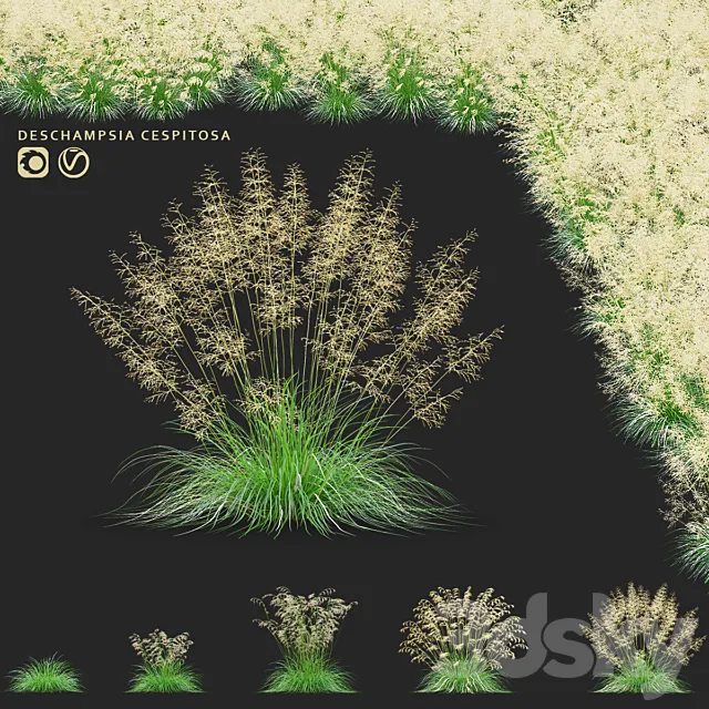 Pike soddy meadow | Deschampsia cespitosa 3D Model Pike soddy meadow | Deschampsia cespitosa 3D Model