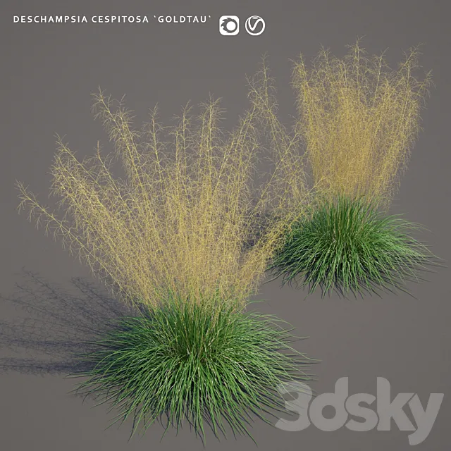 Pike turfy Lugovik | Deschampsia cespitosa goldtau 3D Model Pike turfy Lugovik | Deschampsia cespitosa goldtau 3D Model