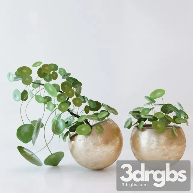 Pilea Peperomioides 3D Model Download Pilea Peperomioides 3D Model Download