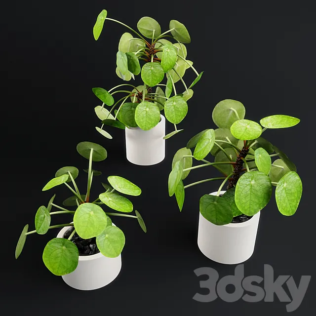 Pilea Peperomioides – Chinese money plant 3DModel Pilea Peperomioides – Chinese money plant 3DModel