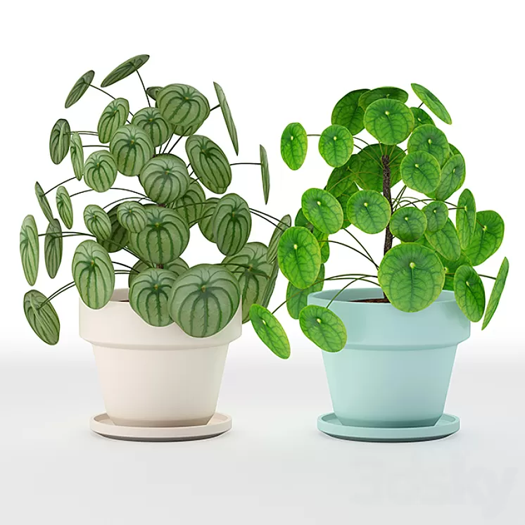 Pilea perperomioides 3D Model