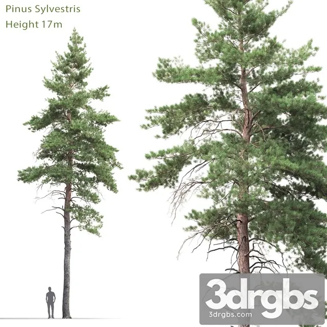 Pine 1 3D Model Download