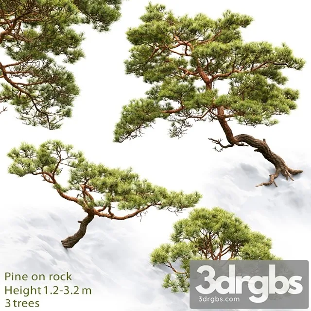 Pine 18 3D Model Download