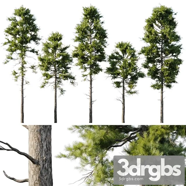 Pine 18m and 12m 3D Model Download