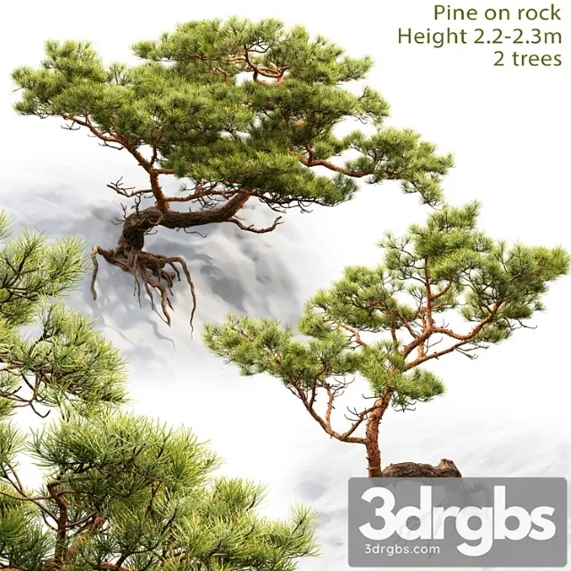 Pine 19 3D Model Download