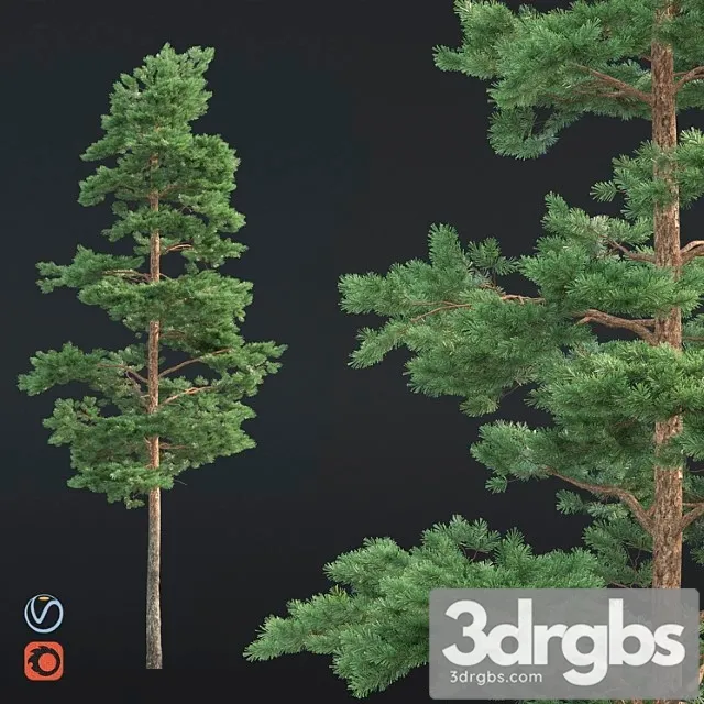 Pine 38 3D Model Download