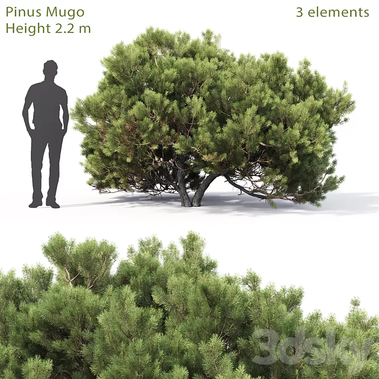 Pine 3D Model