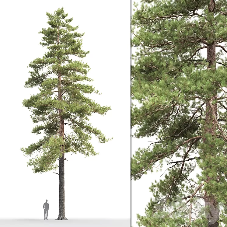 Pine 3D Model