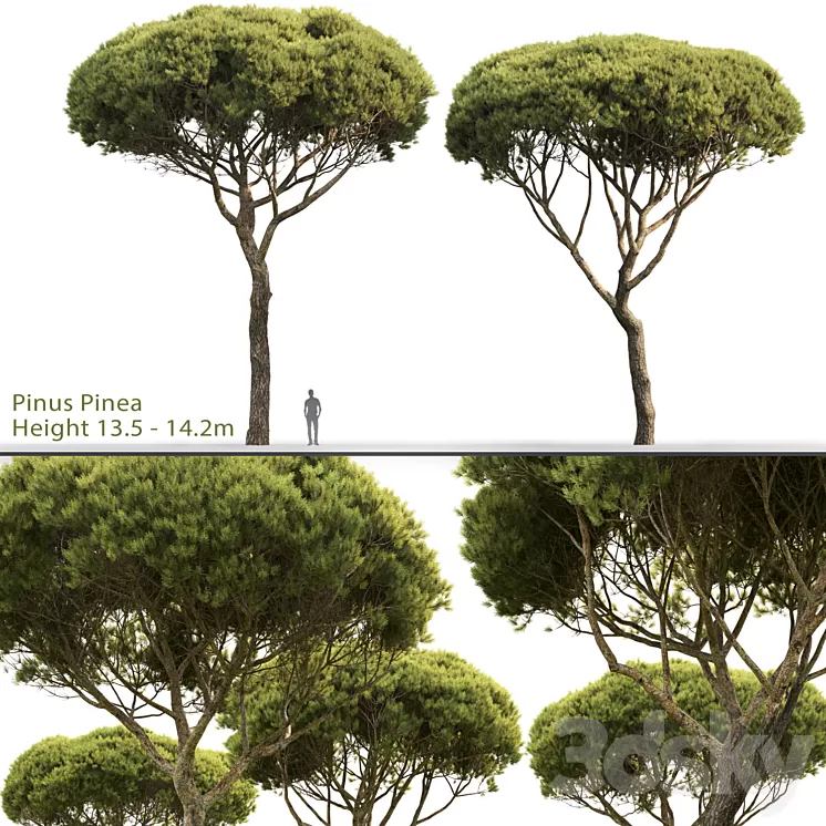 Pine 3D Model