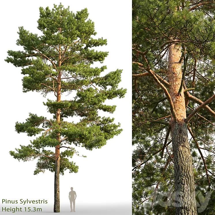 Pine 3D Model