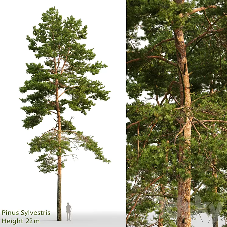 Pine 3D Model