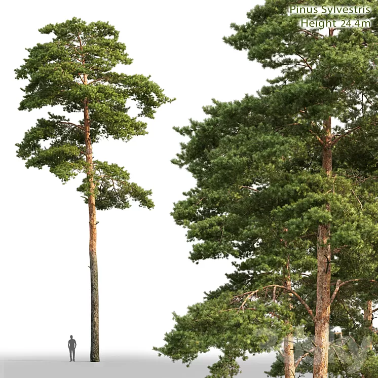 Pine 3D Model