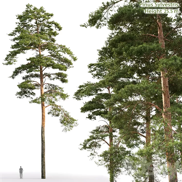 Pine 3D Model