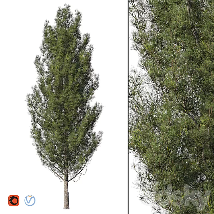 Pine 3D Model