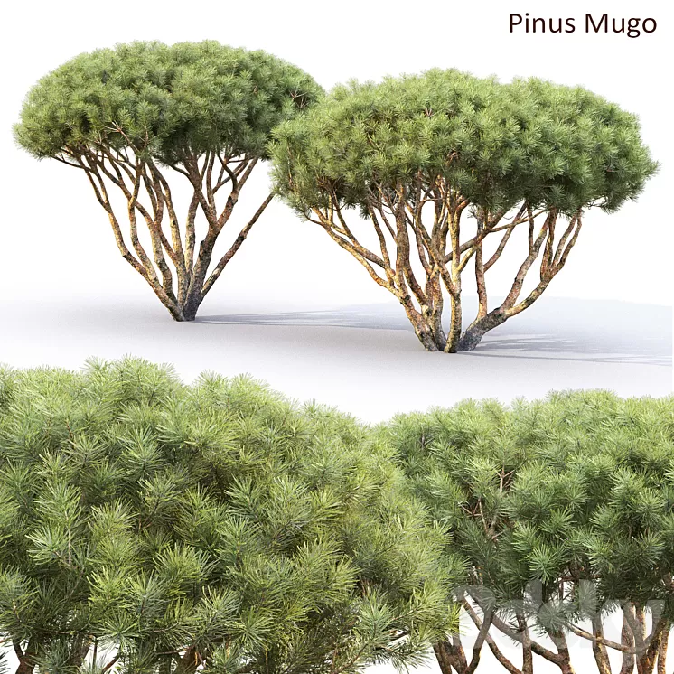 Pine 3D Model Free Download Pine 3D Model Free Download