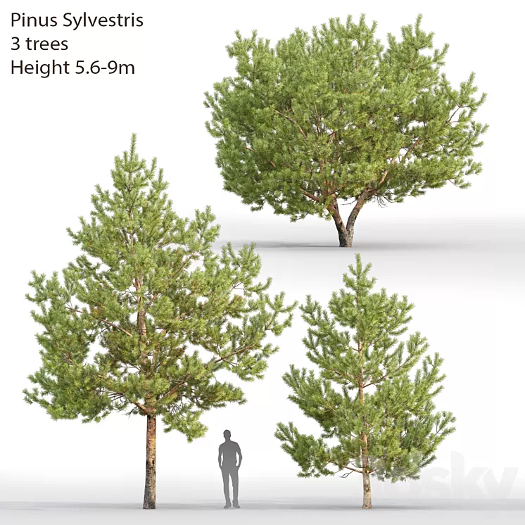 Pine 3D Model
