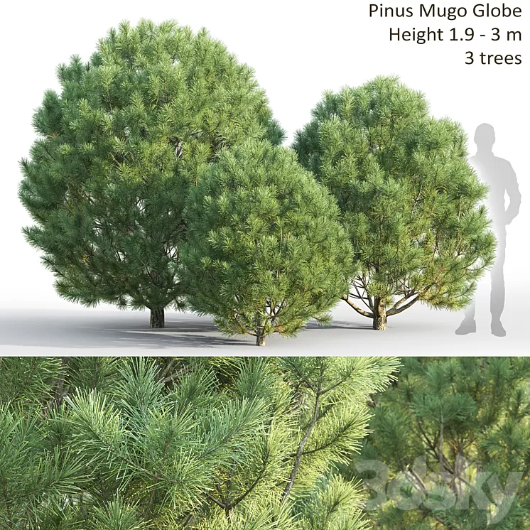Pine 3D Model