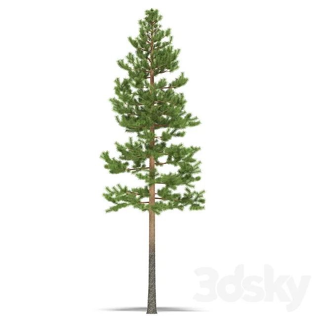 Pine 3D Model Pine 3D Model