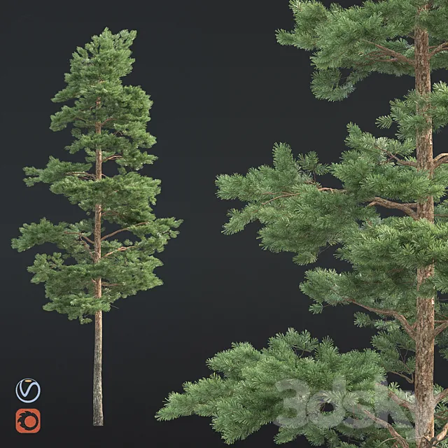 Pine 3D Model Pine 3D Model