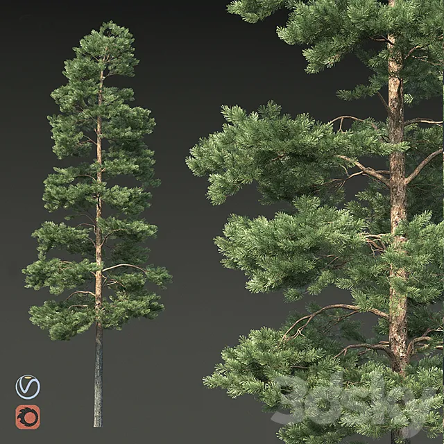 Pine 3D Model Pine 3D Model