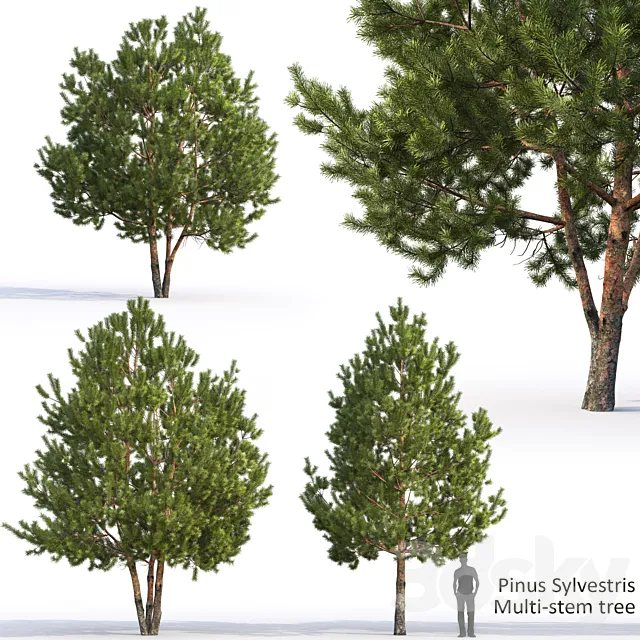 Pine 3D Model