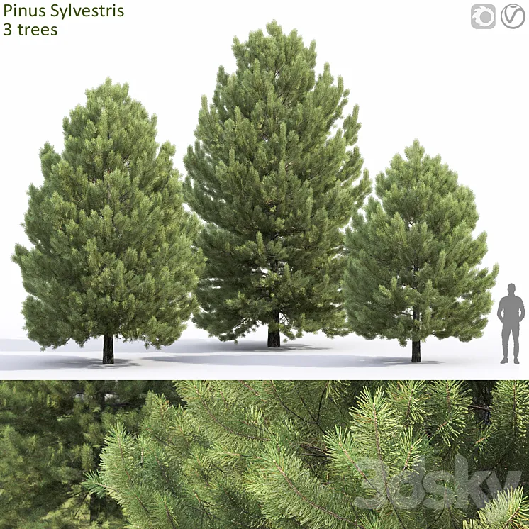 Pine 3D Model Free Download