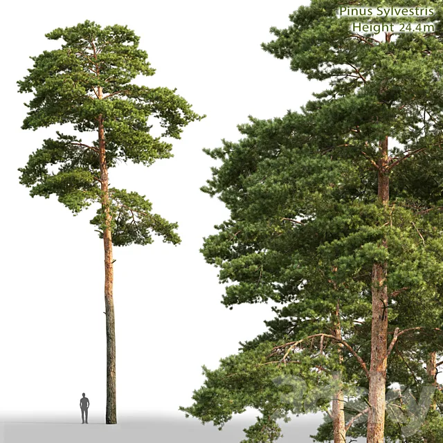 Pine 3DModel