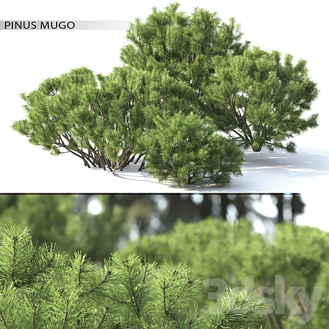 Pine 3DModel