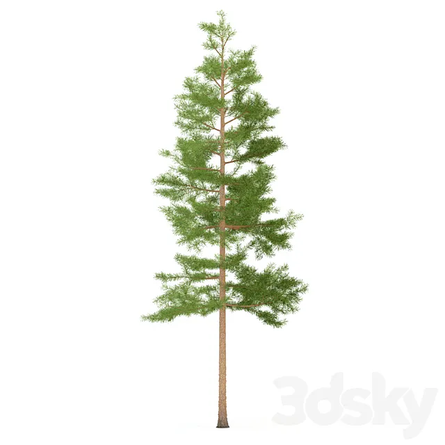 Pine 3DModel Pine 3DModel