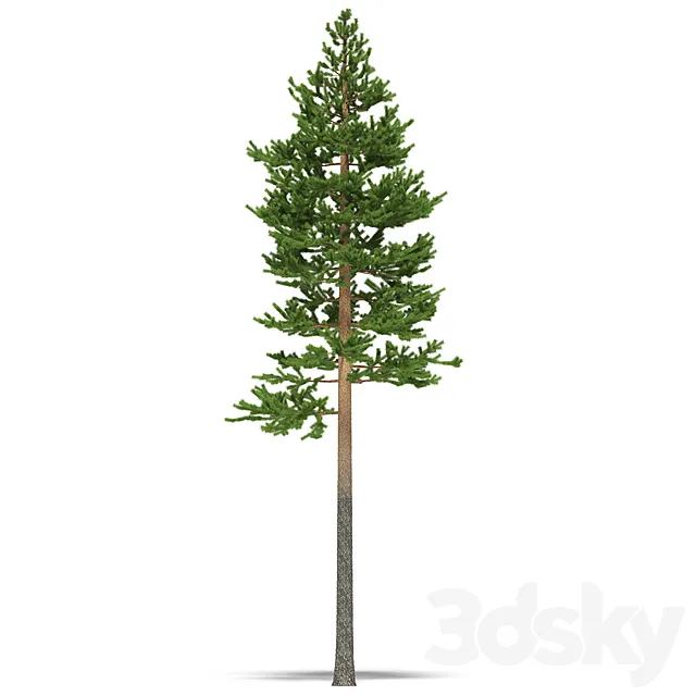 Pine 3DModel Pine 3DModel