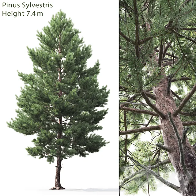 Pine 3D Model Pine 3D Model