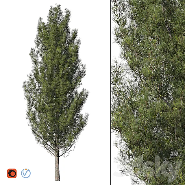 Pine 3DModel