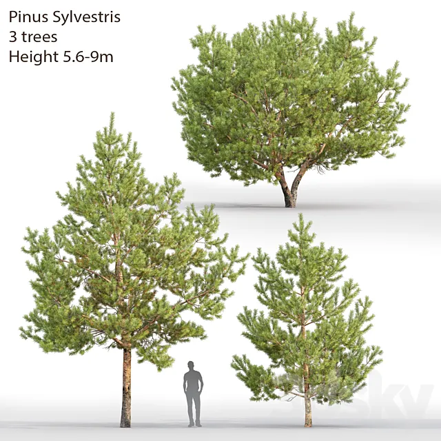 Pine 3DModel