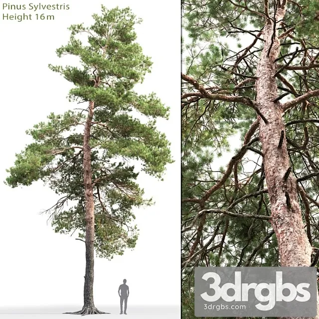 Pine 48 3D Model Download