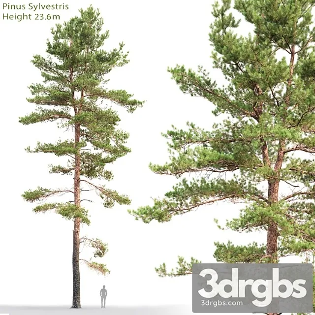 Pine 52 3D Model Download