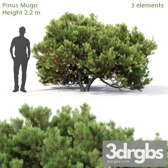 Pine 63 3D Model Download