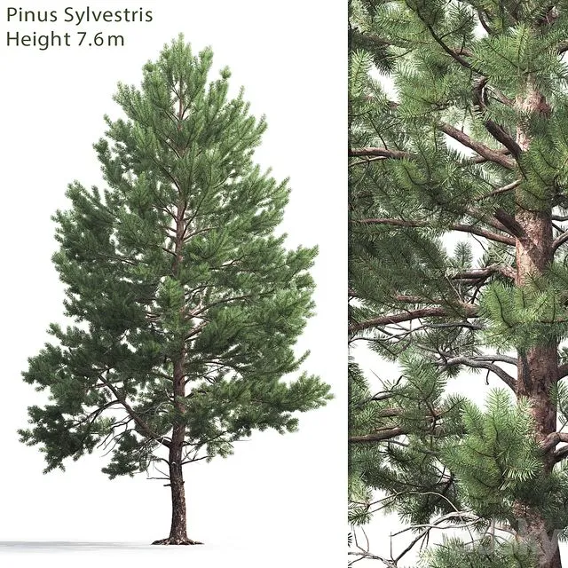 Pine 7.6 m high 3D Model Pine 7.6 m high 3D Model