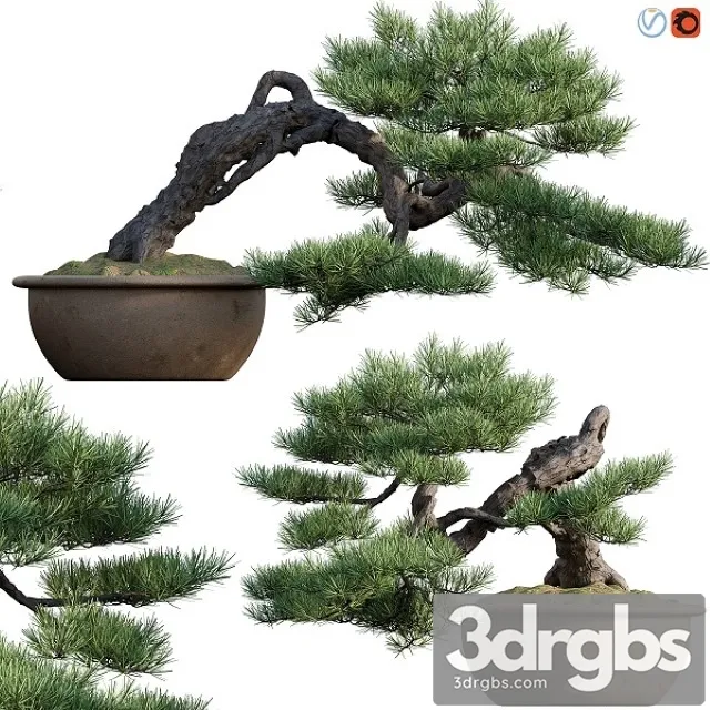 Pine Bonsai 03 3D Model Download