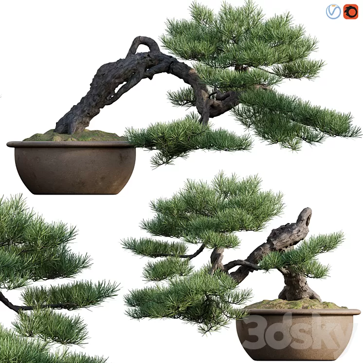 Pine bonsai 03 3D Model Free Download