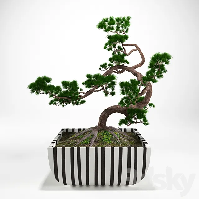 Pine bonsai 3D Model Pine bonsai 3D Model