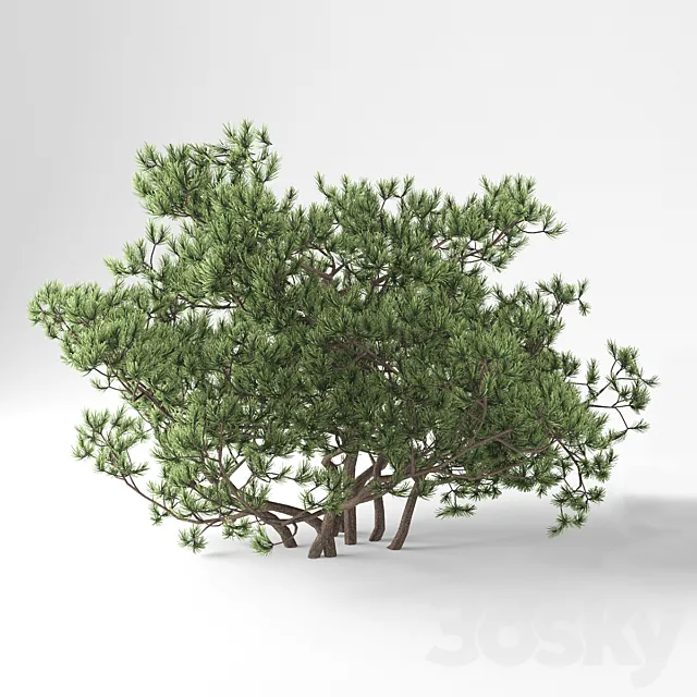 Pine Mountain Pumilio 3D Model