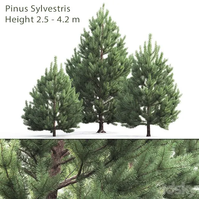 Pine spruce pinus sylvestris 3D Model