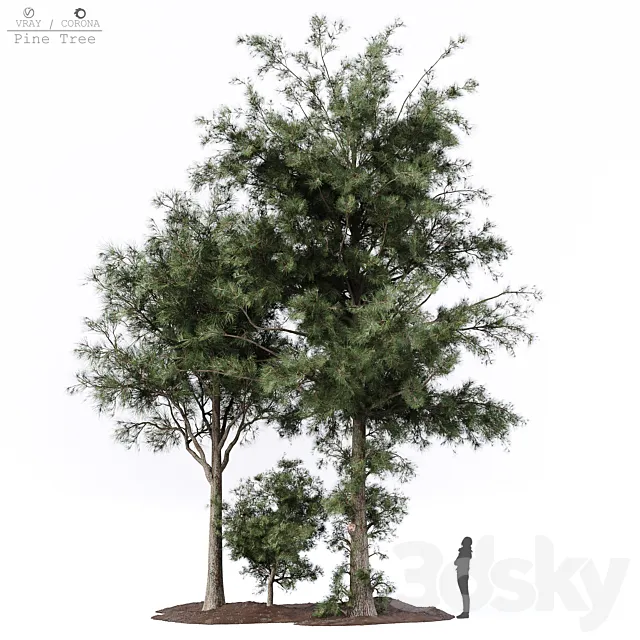 Pine tree 3D Model