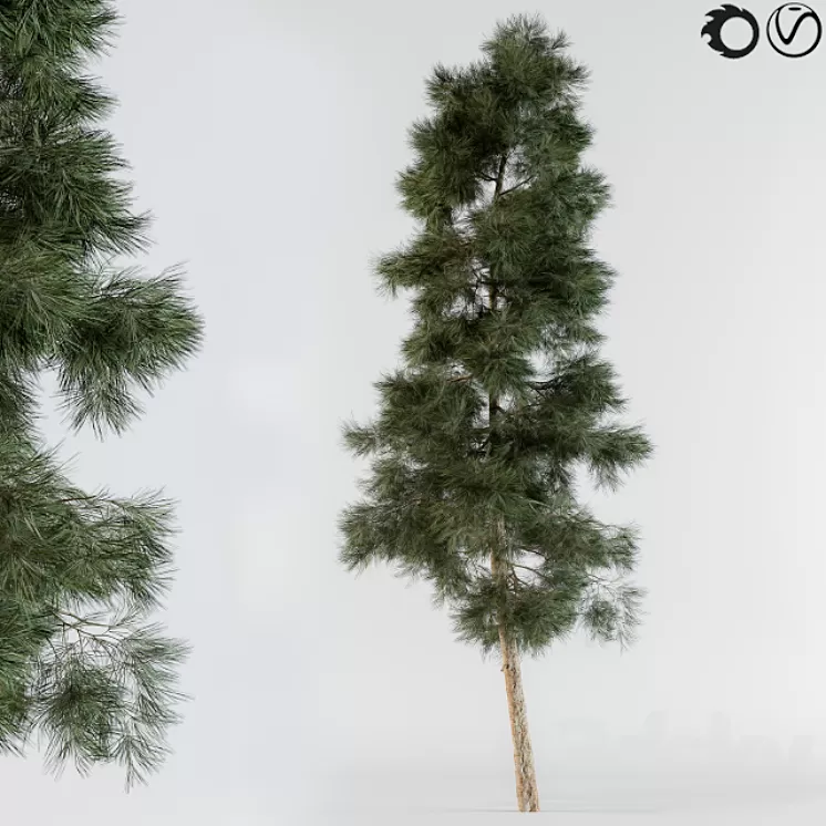 Pine tree 3D Model