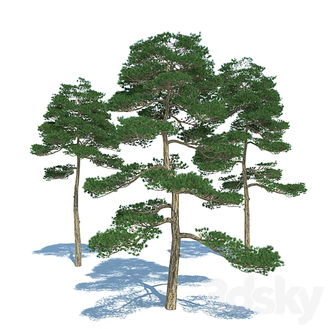 Pine tree – set 3 3D Model Pine tree – set 3 3D Model