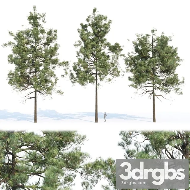 Pine Trees Collection Vol 11 3D Model Download