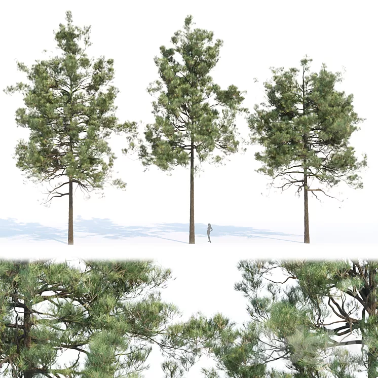 pine trees collection vol 11 3D Model