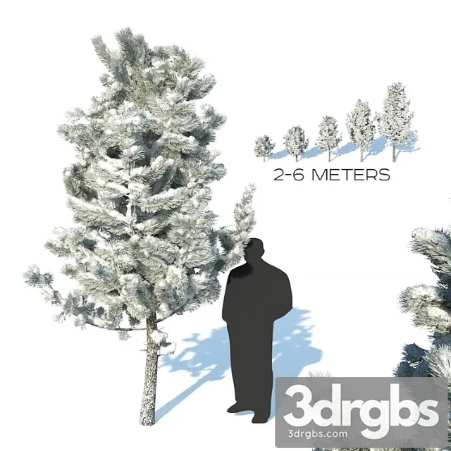 Pine Trees In The Snow 3D Model Download